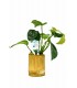 Bamboo pot M - Anubias MIX - BP
