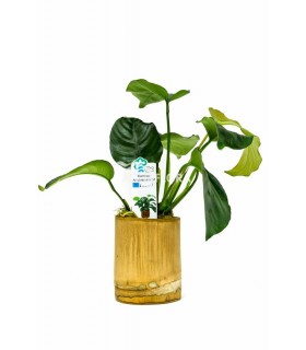 Bamboo pot M - Anubias MIX - BP