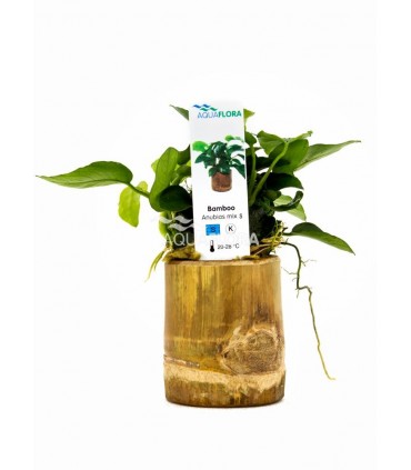 Bamboo pot S - Anubias MIX - BP