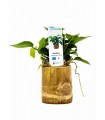 copy of Bamboo pot S - Anubias MIX