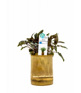 Bamboo pot M - Cryptocoryne MIX - BP