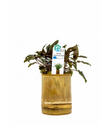 Bamboo pot M - Cryptocoryne MIX - BP