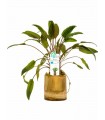 Bamboo pot S - Cryptocoryne MIX