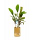Bamboo pot M - Echinodorus MIX - BP