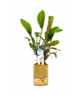 Bamboo pot M - Echinodorus MIX - BP