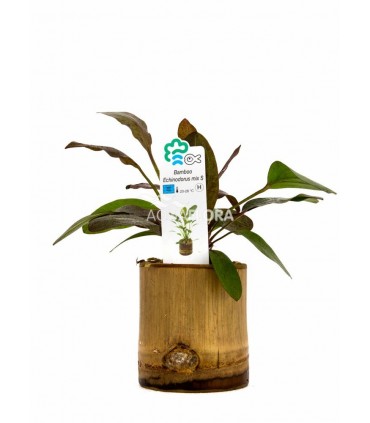 Bamboo pot S - Echinodorus MIX