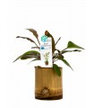 Bamboo pot S - Echinodorus MIX