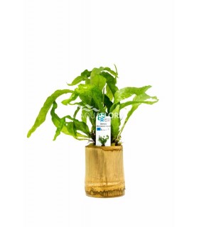 Bamboo pot M - Microsorum MIX - BP