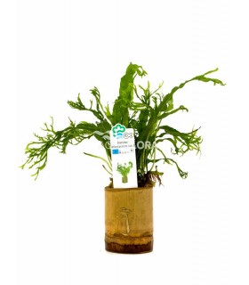 Bamboo pot S - Microsorum MIX - BP