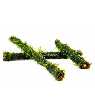 Vesicularia on bamboo stick S 15cm - BS