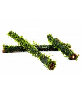 Vesicularia on bamboo stick M 20cm - BS