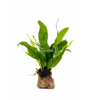 Microsorum su roccia lavica