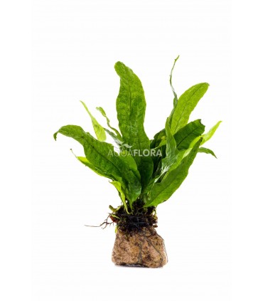 Microsorum su roccia lavica