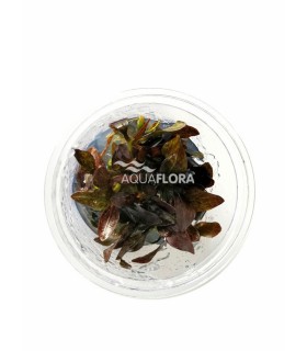 Echinodorus 'Reni' - in Vitro