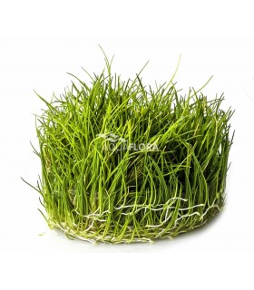 Eleocharis parvula - In Vitro