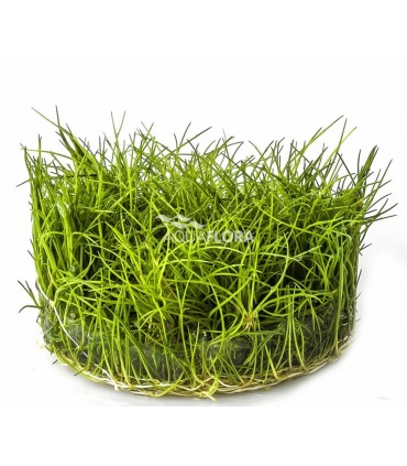 Eleocharis sp.'Minima' - In Vitro Cup
