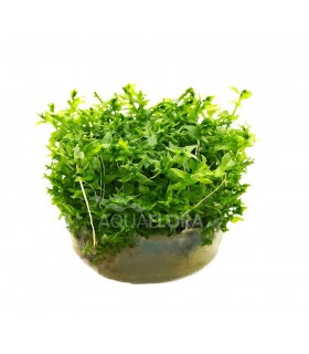 Gratiola viscidula - In Vitro Cup