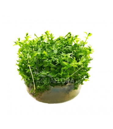 Gratiola viscidula - In Vitro Cup