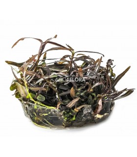 Hygrophila lancea (sp. 'Araguaia') - In Vitro Cup