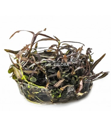 Hygrophila lancea (sp. 'Araguaia') - In Vitro Cup