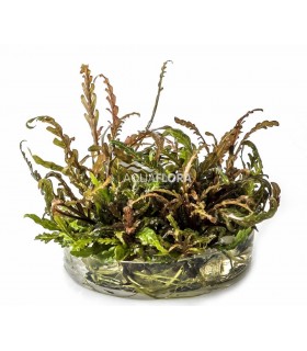 Hygrophila pinnatifida - In Vitro Cup