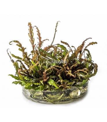 Hygrophila pinnatifida - In Vitro Cup