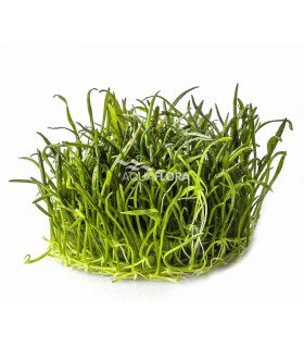 Lilaeopsis brasiliensis - In Vitro Cup