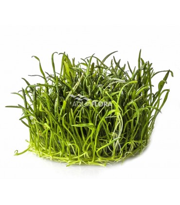 Lilaeopsis brasiliensis - In Vitro Cup