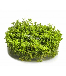 Micranthemum micranthemoides - In Vitro Cup