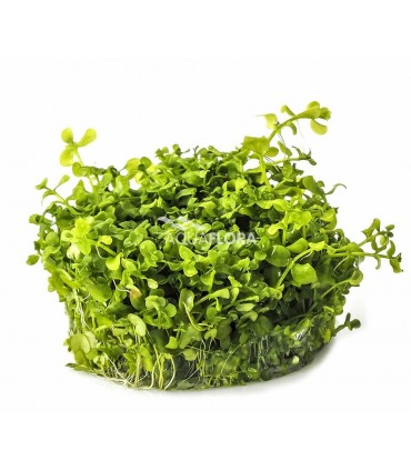 Micranthemum sp. 'Montecarlo' - In Vitro Cup