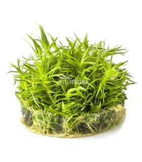 Pogostemon erectus - In Vitro Cup