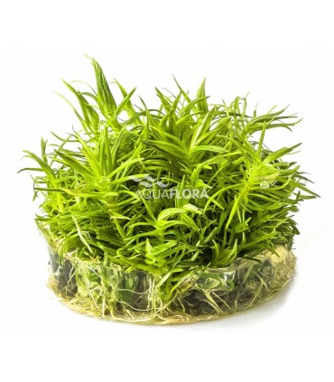 Pogostemon erectus - In Vitro Cup