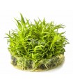 Pogostemon erectus - In Vitro