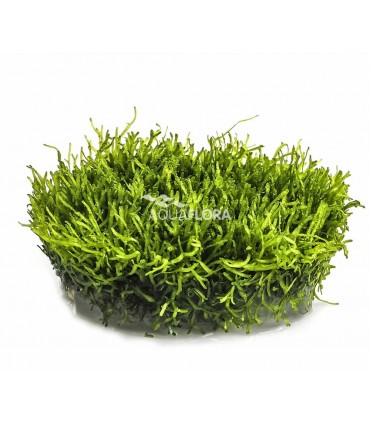 Riccia fluitans - In Vitro Cup