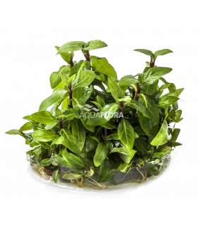 Staurogyne repens - In Vitro Cup