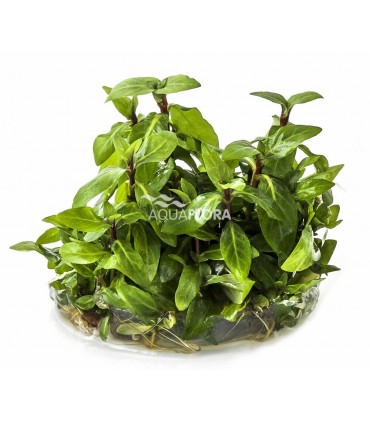 Staurogyne repens - In Vitro Cup