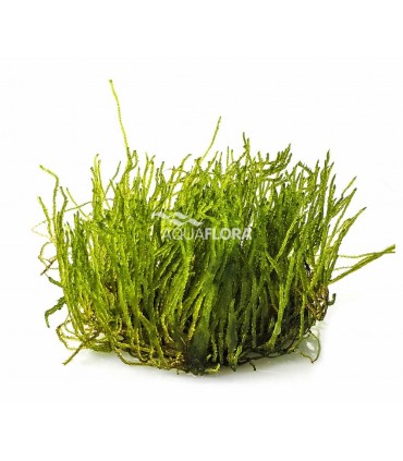 Taxiphyllum sp. 'Flame' - In Vitro Cup