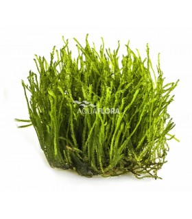 Taxiphyllum sp. 'Spiky' - In Vitro Cup