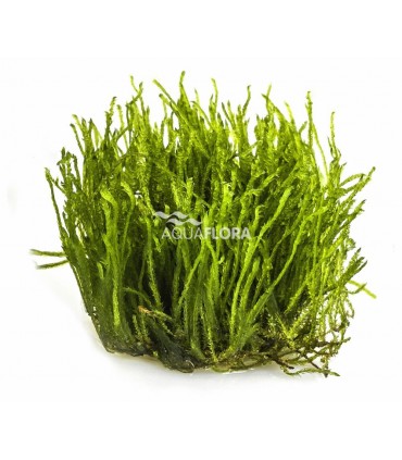 Taxiphyllum sp. 'Spiky' - In Vitro Cup