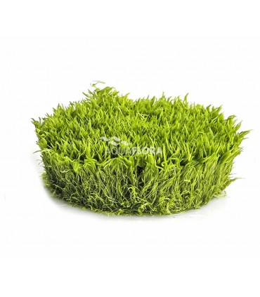 Utricularia graminifolia - In Vitro Cup