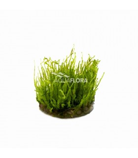 Vesicularia species (Creeping Moss) - In Vitro Cup