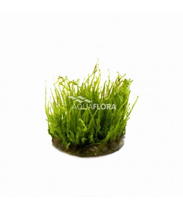 Vesicularia species (Creeping Moss) - In Vitro Cup